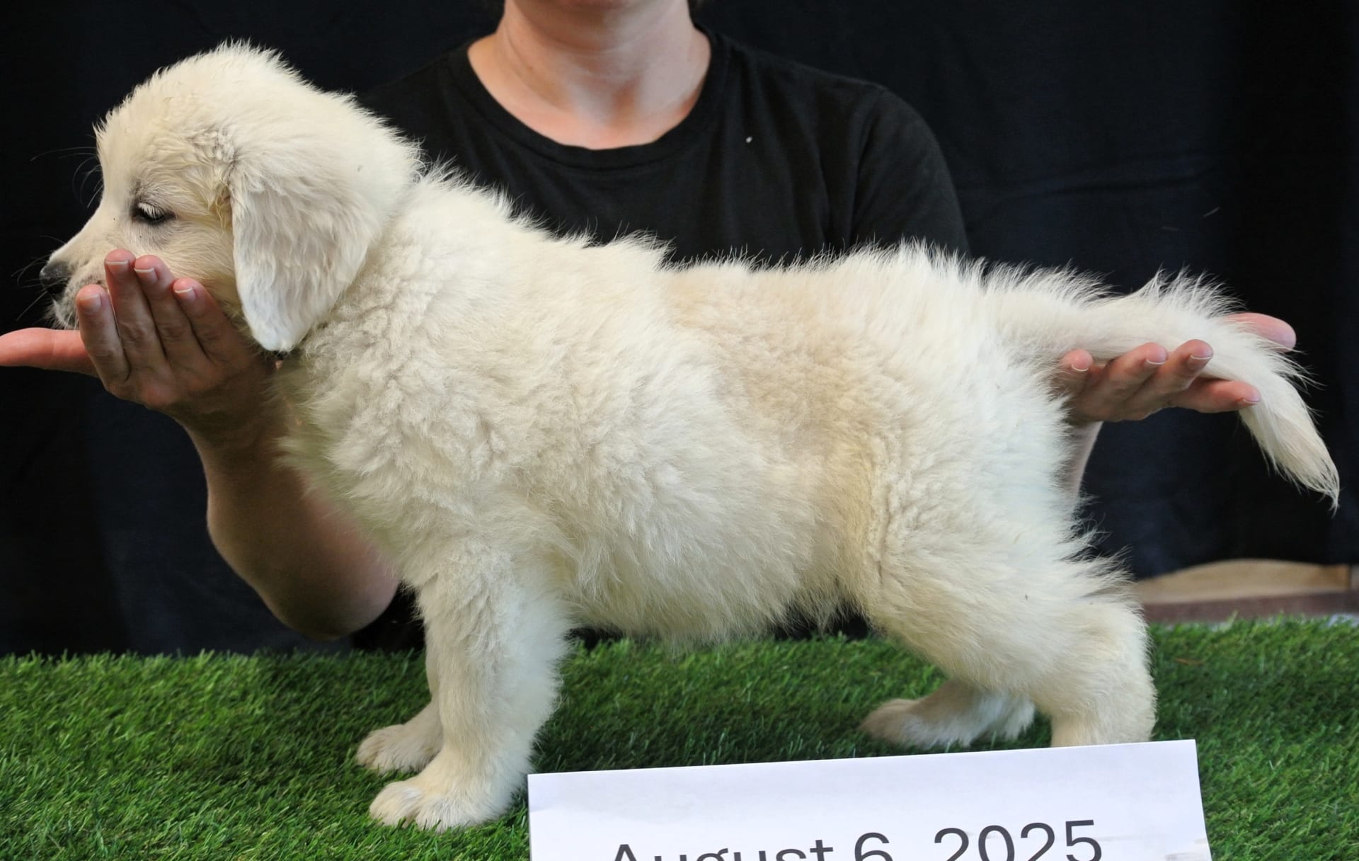 Golden Retriever puppies for sale in Millersburg, OH - Wyatt