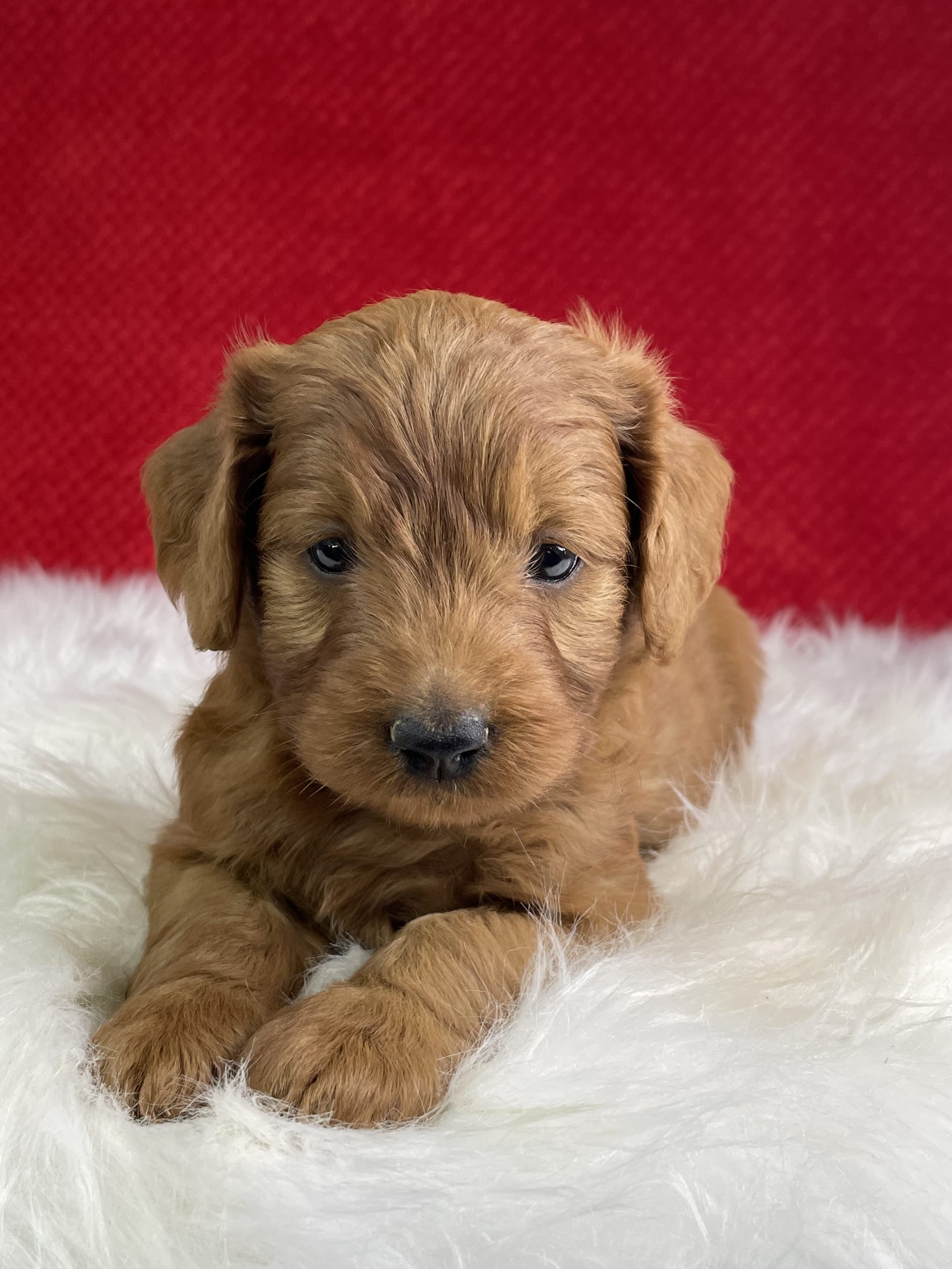 Mini Goldendoodle puppies for sale in Sugarcreek, OH - Aurora