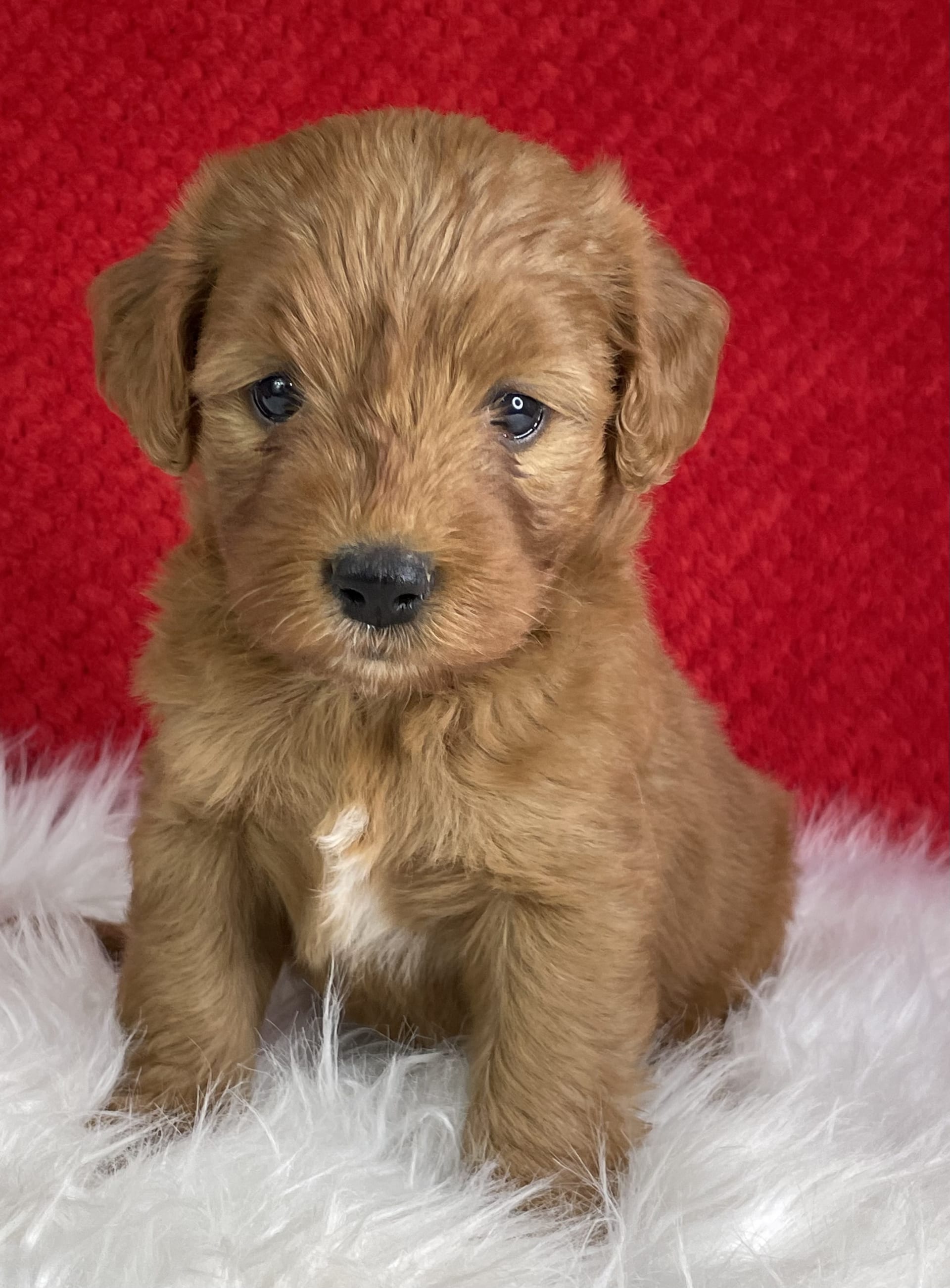 Mini Goldendoodle puppies for sale in Sugarcreek, OH - Sherry