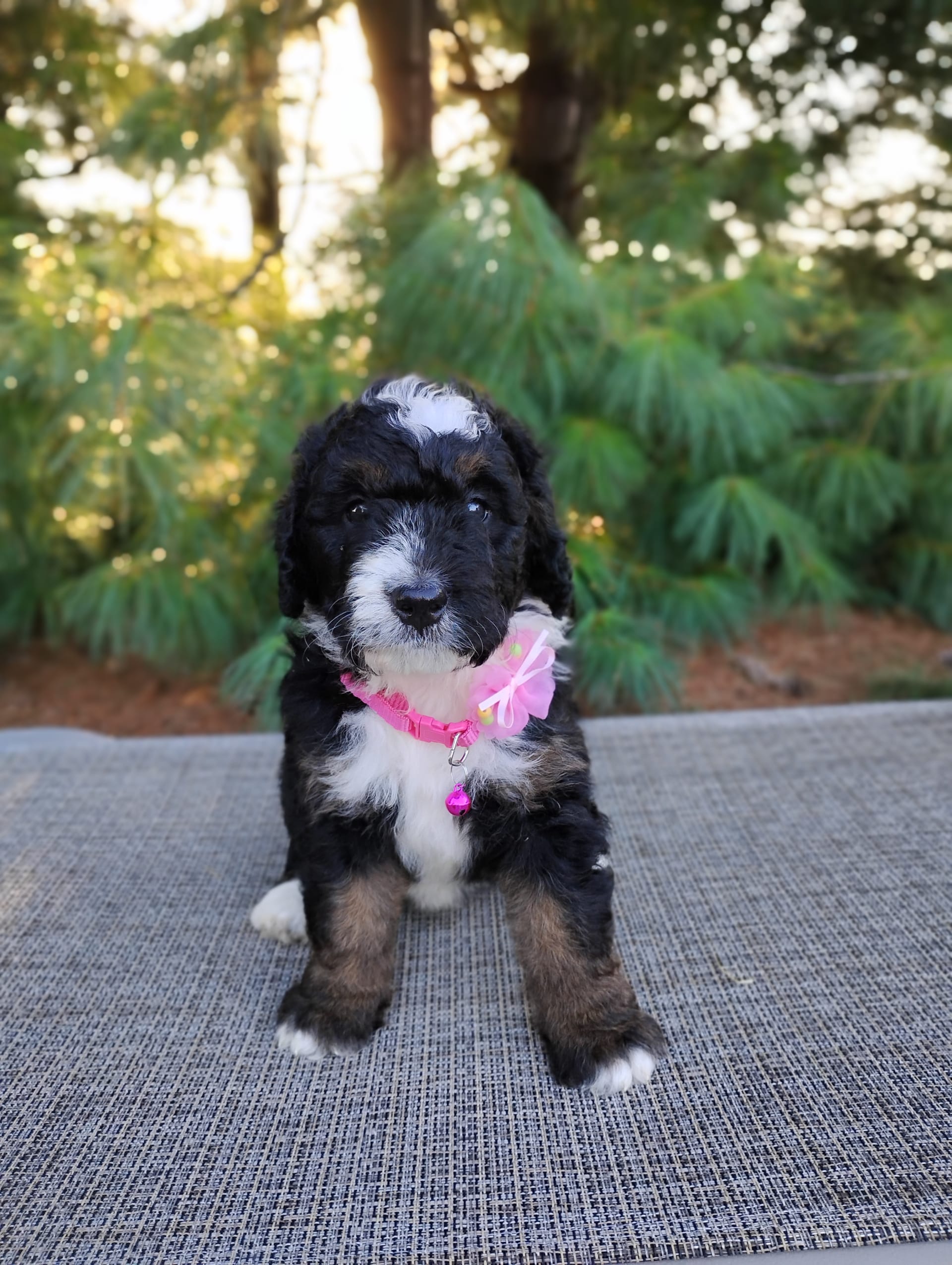 Bernedoodle puppies for sale in Millersburg, OH - Tori