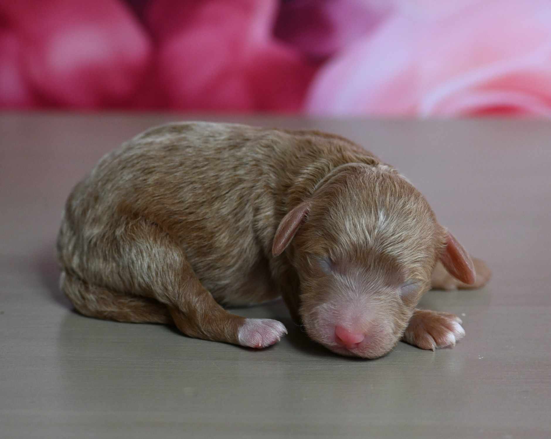 Shih-Poo puppies for sale in Fultonville, NY - Cesar