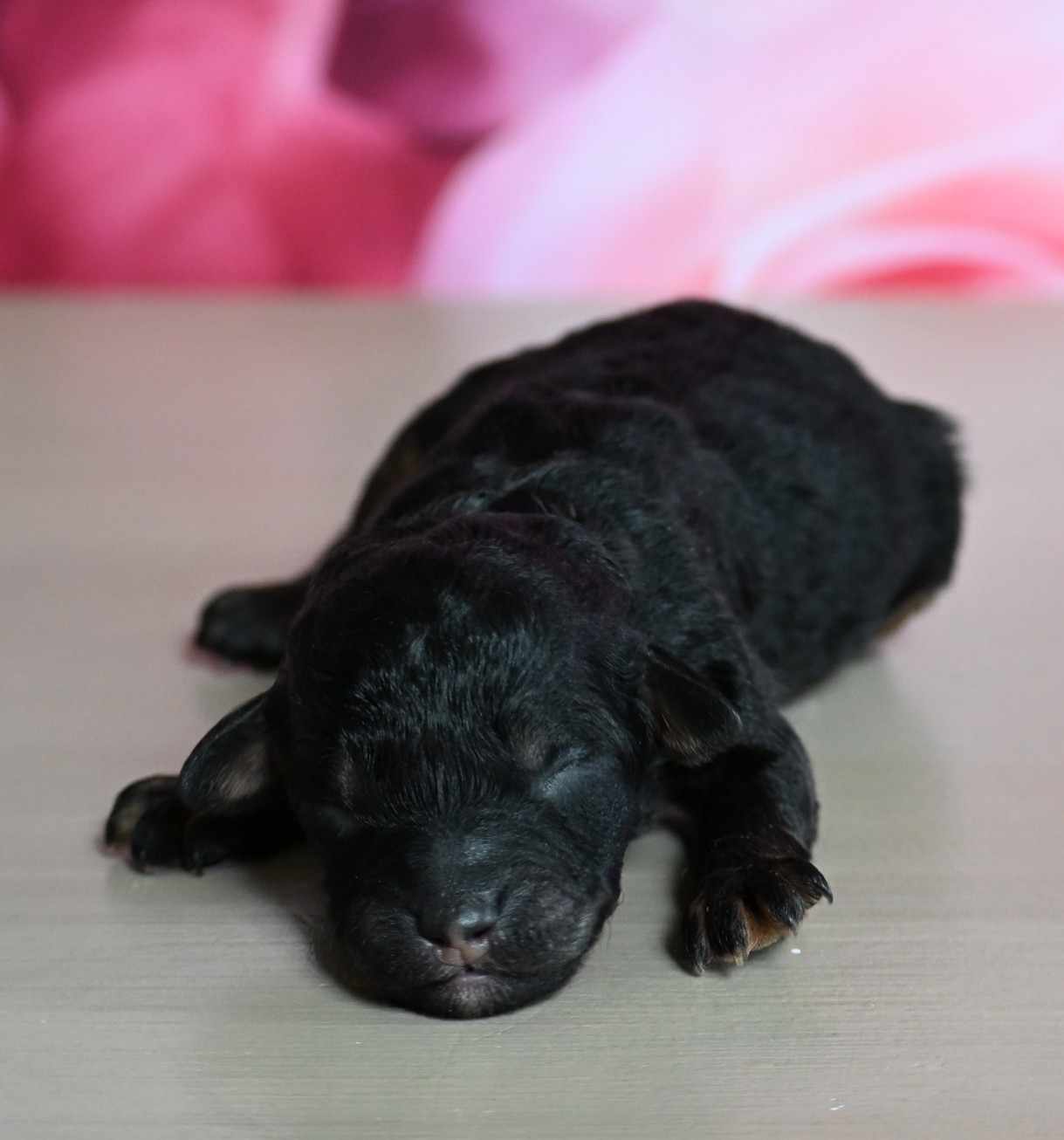 Shih-Poo puppies for sale in Fultonville, NY - Carly