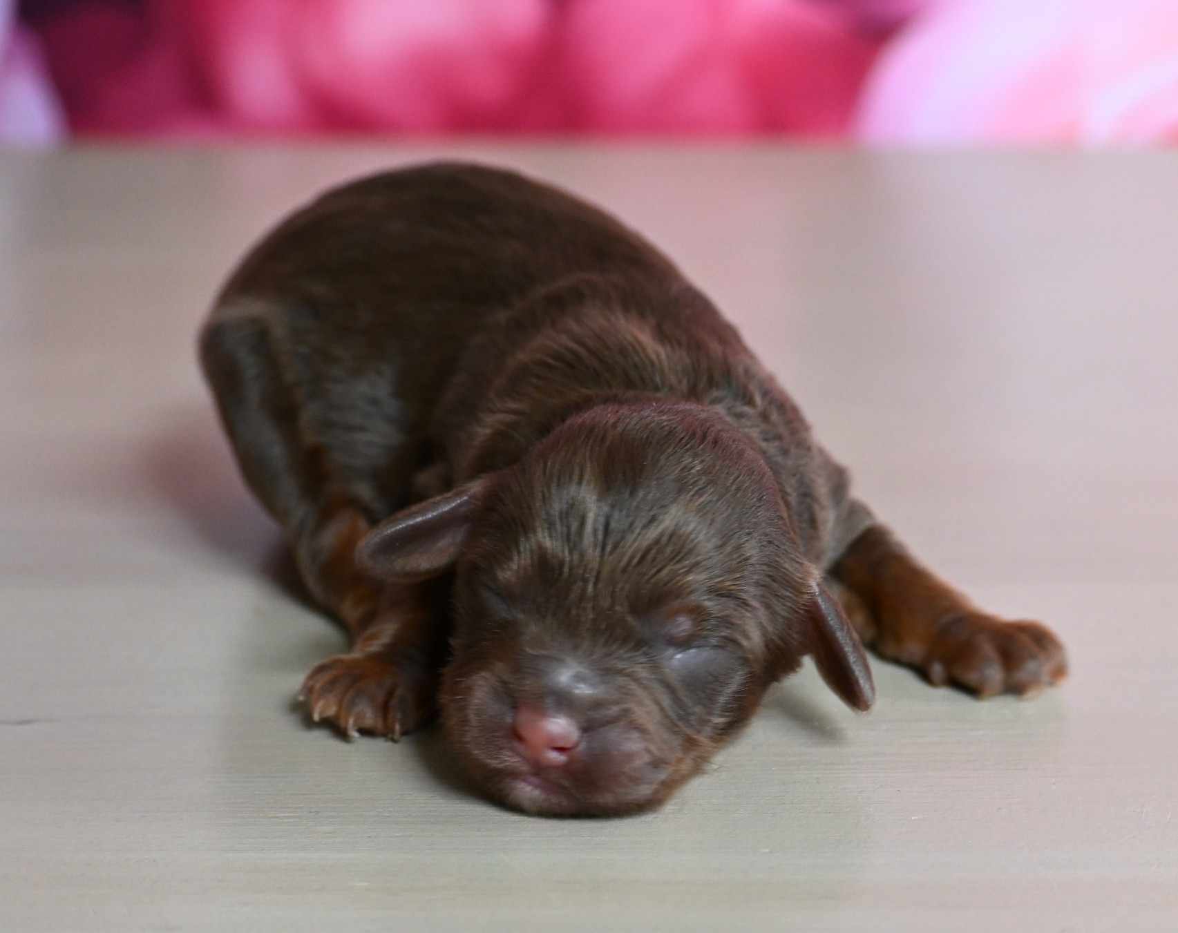 Shih-Poo puppies for sale in Fultonville, NY - Chewy