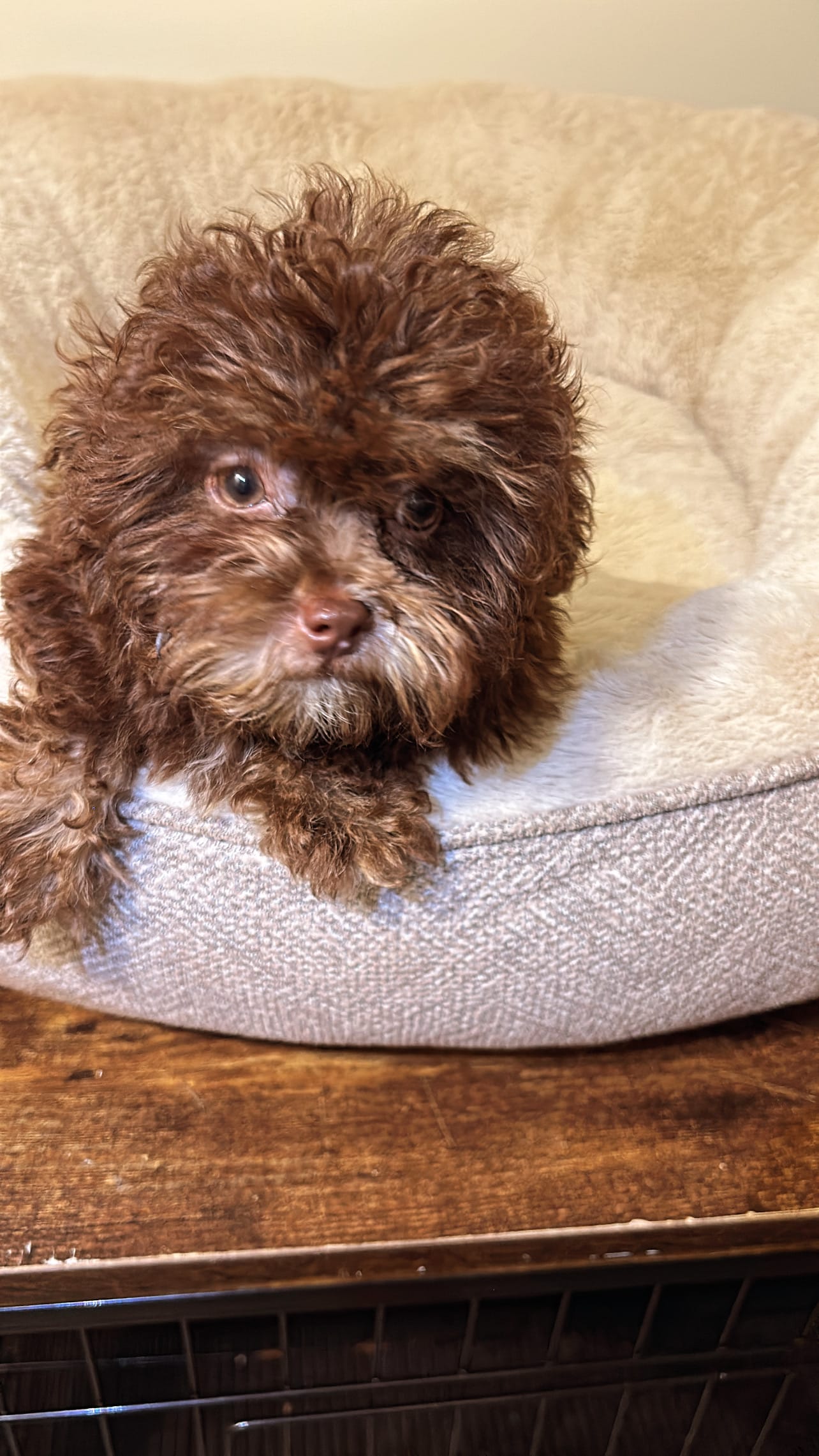 Shih-Poo puppies for sale in South Orange, NJ - Bunny