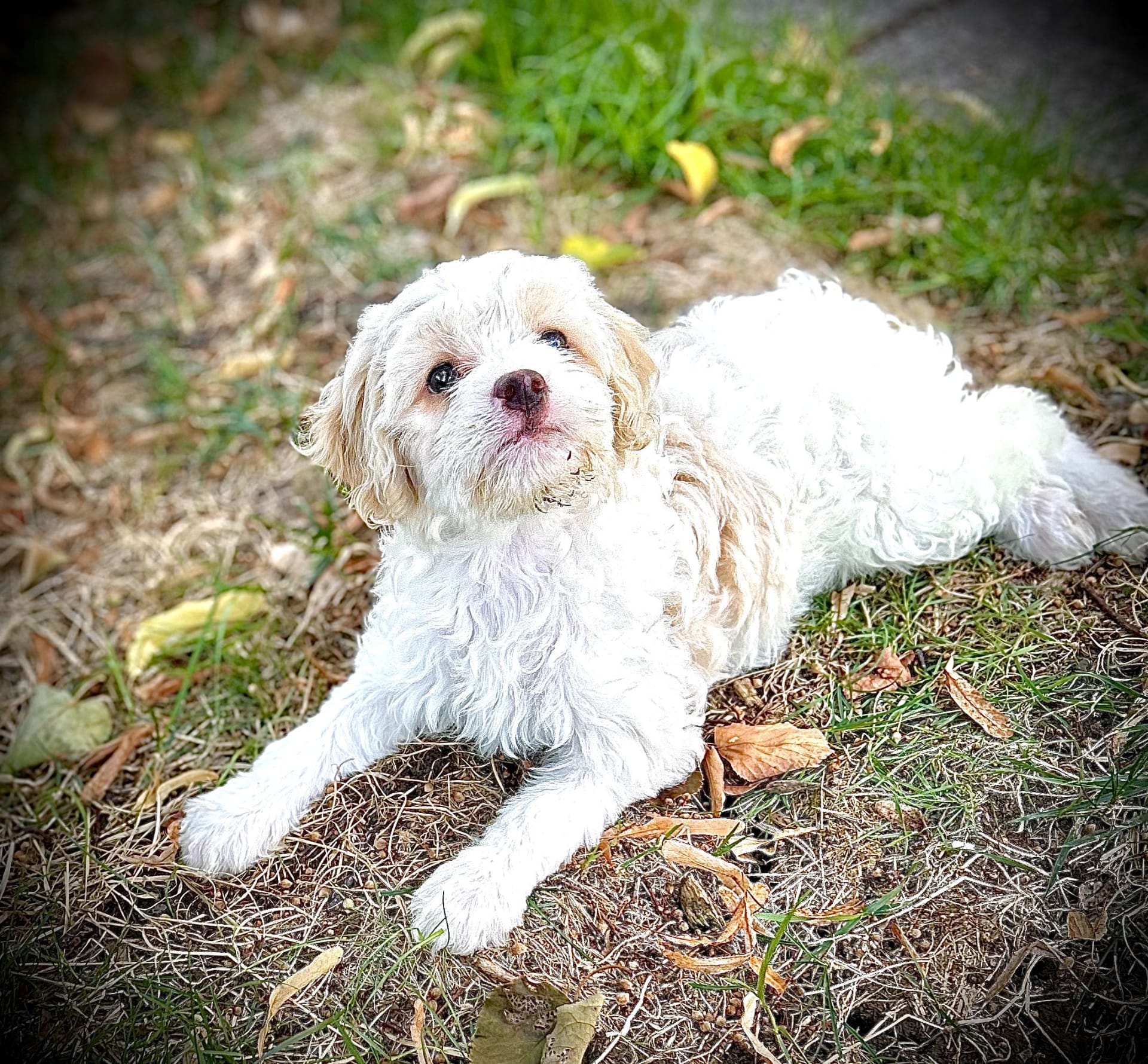 Shih-Poo puppies for sale in Olean, NY - Candy