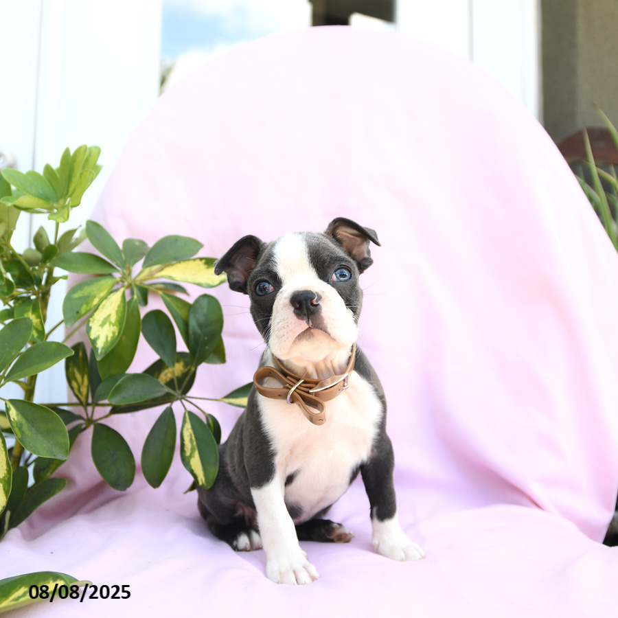 Boston Terrier puppies for sale in Drumore, PA - Violet