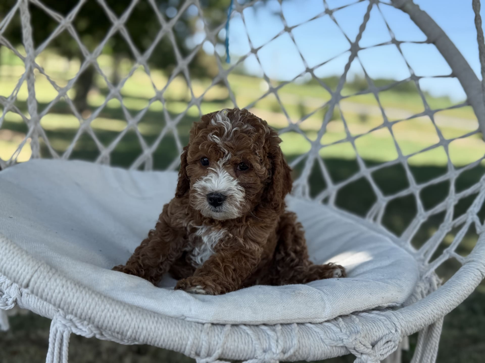 Cavapoo puppies for sale in Rushville, NY - Braxton