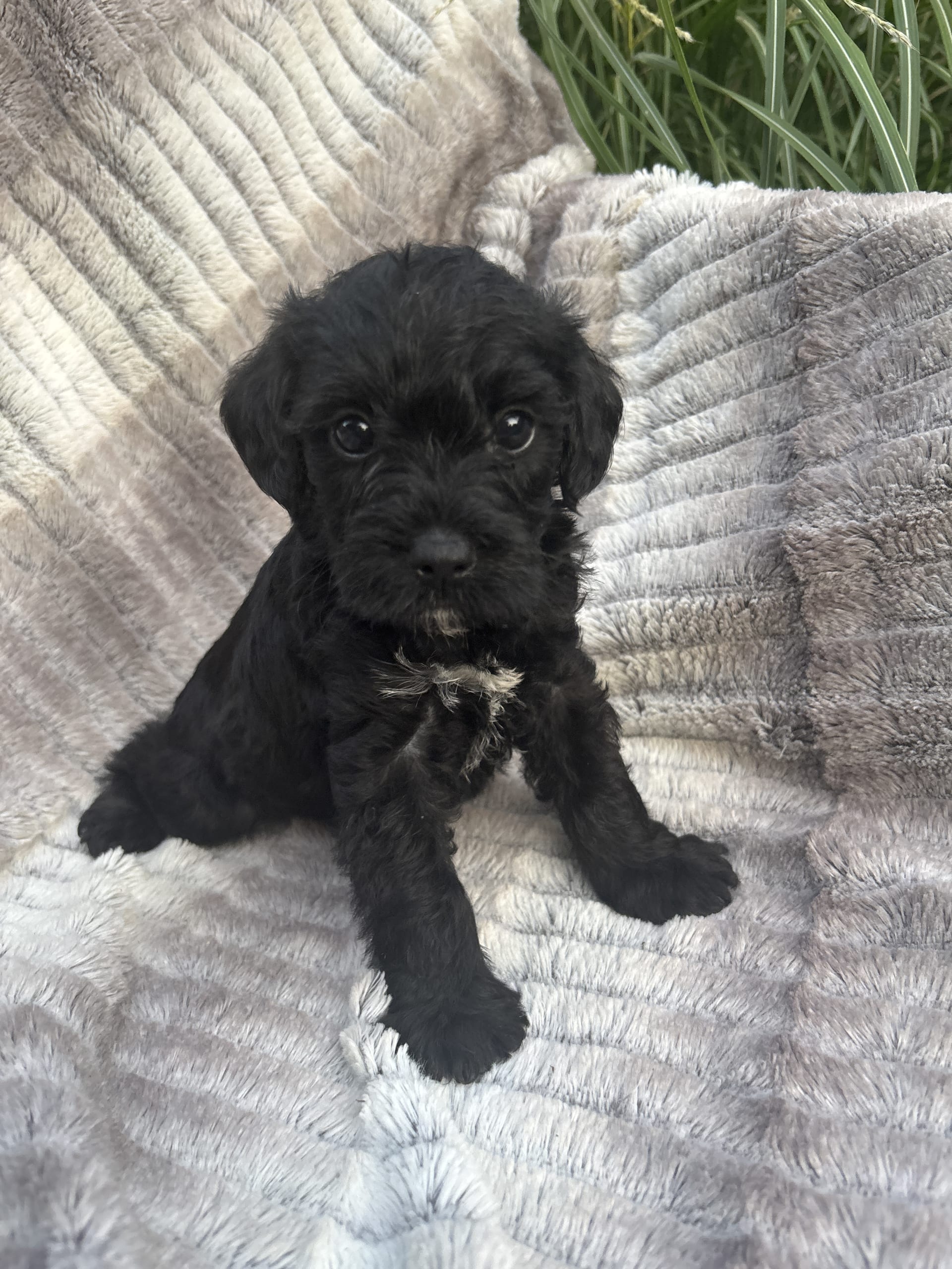 Schnoodle puppies for sale in Ephrata, PA - Remley