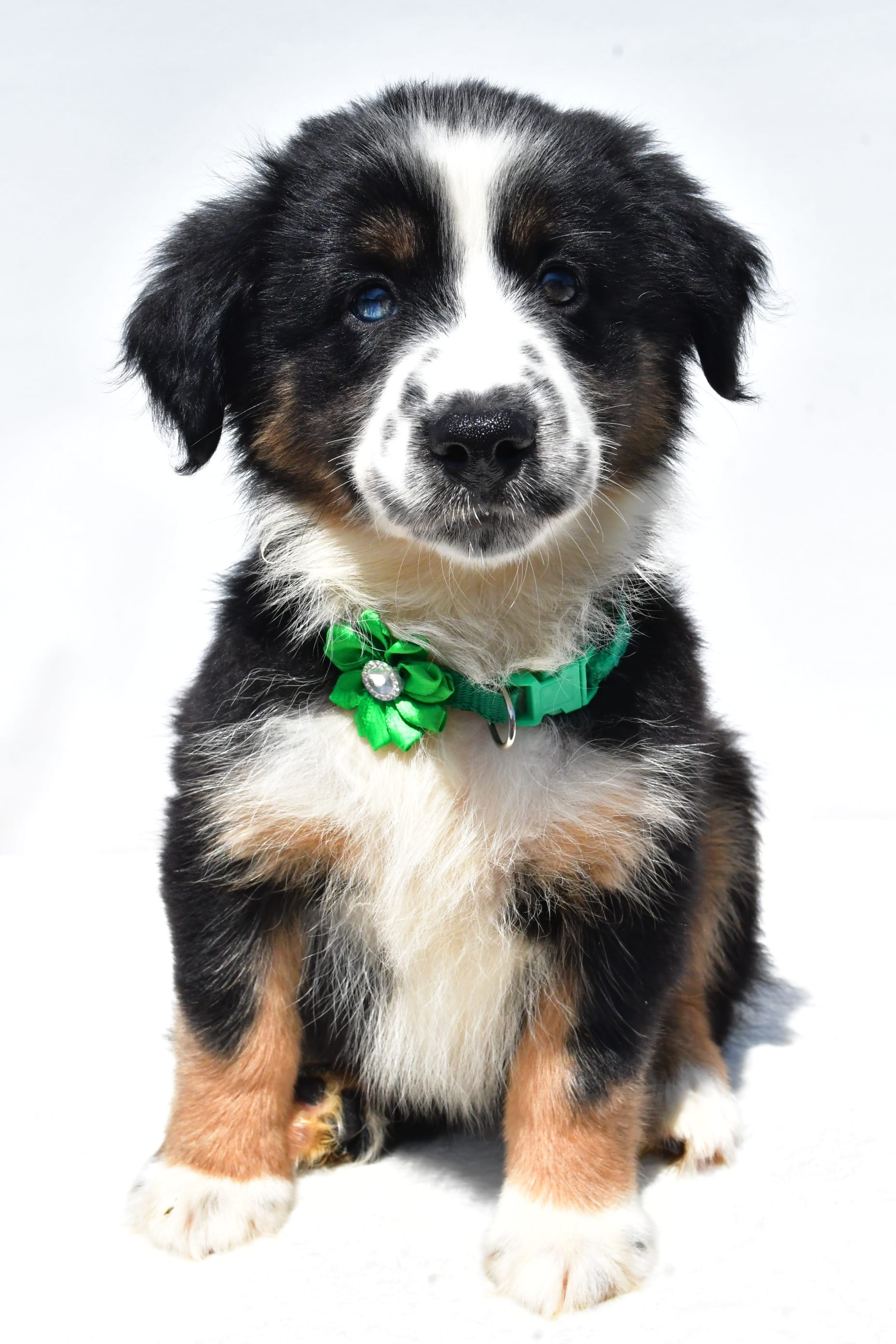 Miniature Australian Shepherd puppies for sale in Millersburg, OH - Twinkle