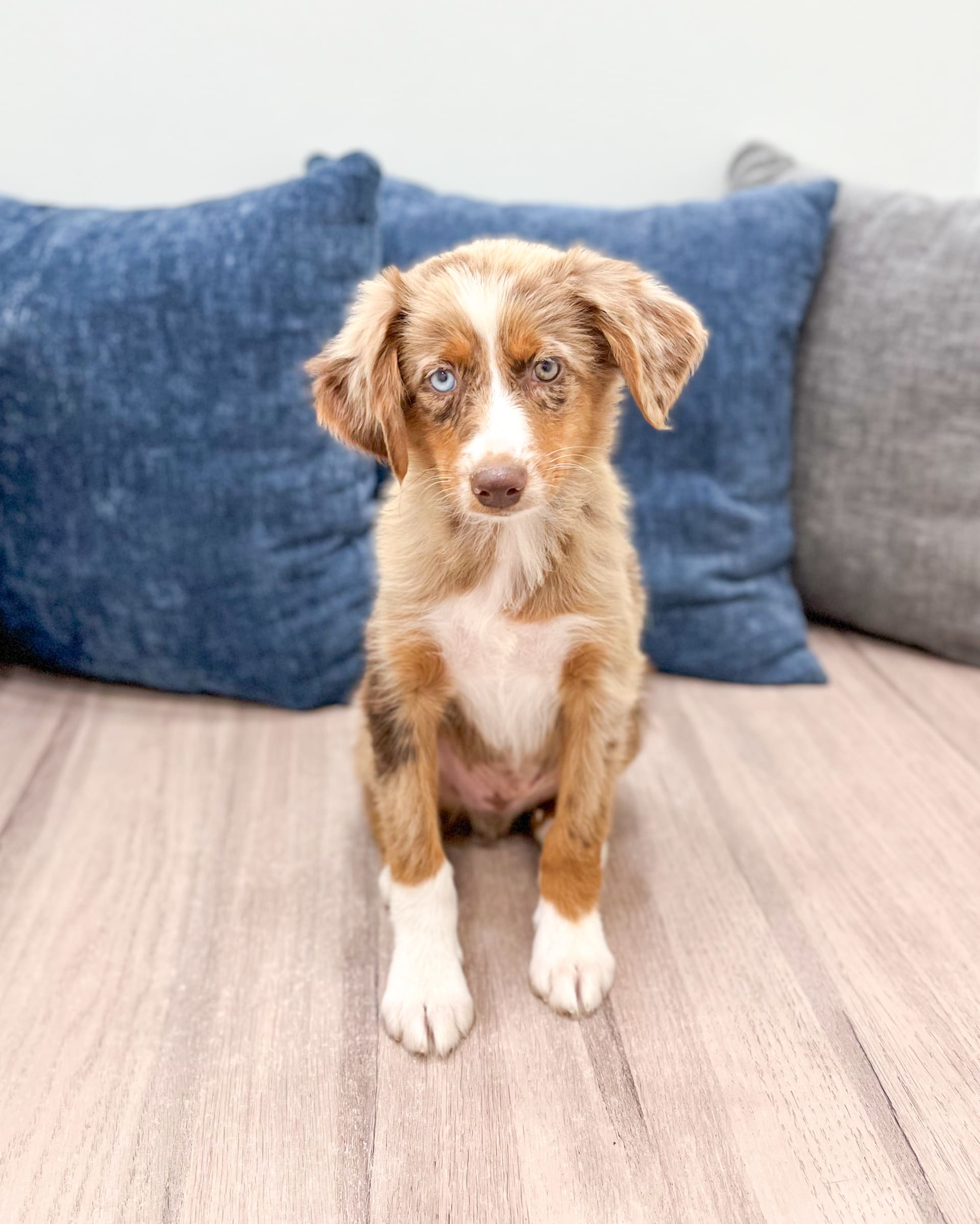 Miniature Australian Shepherd puppies for sale in Millersburg, OH - Manny
