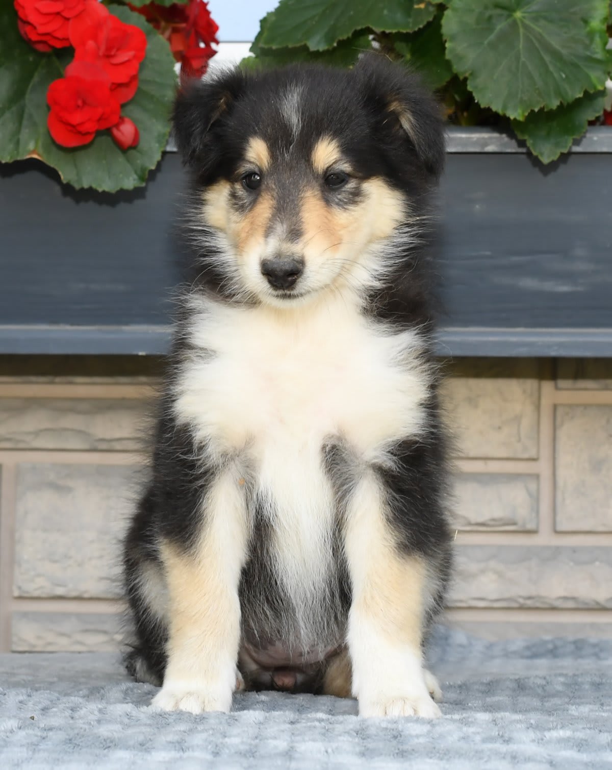 Collie puppies for sale in Apple Creek, OH - Patsy