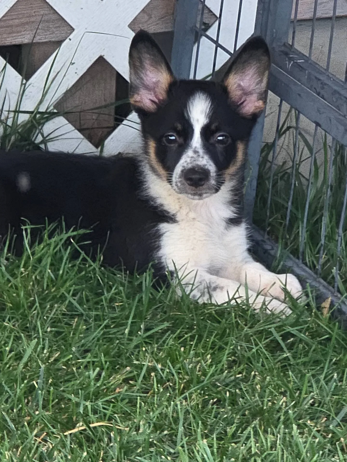 Toy Fox Terrier & Welsh Corgi (Pembroke) Hybrid puppies for sale in BEACH CITY, OH - Sophia