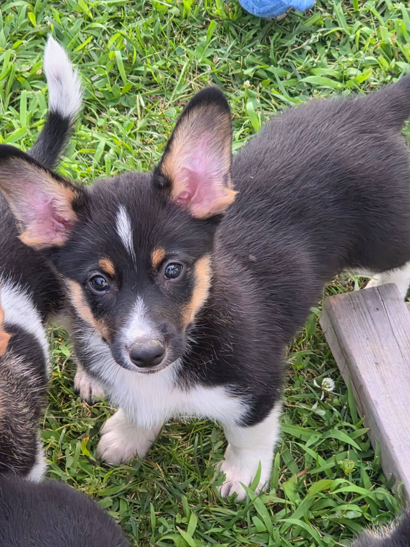 Toy Fox Terrier & Welsh Corgi (Pembroke) Hybrid puppies for sale in BEACH CITY, OH - Buster
