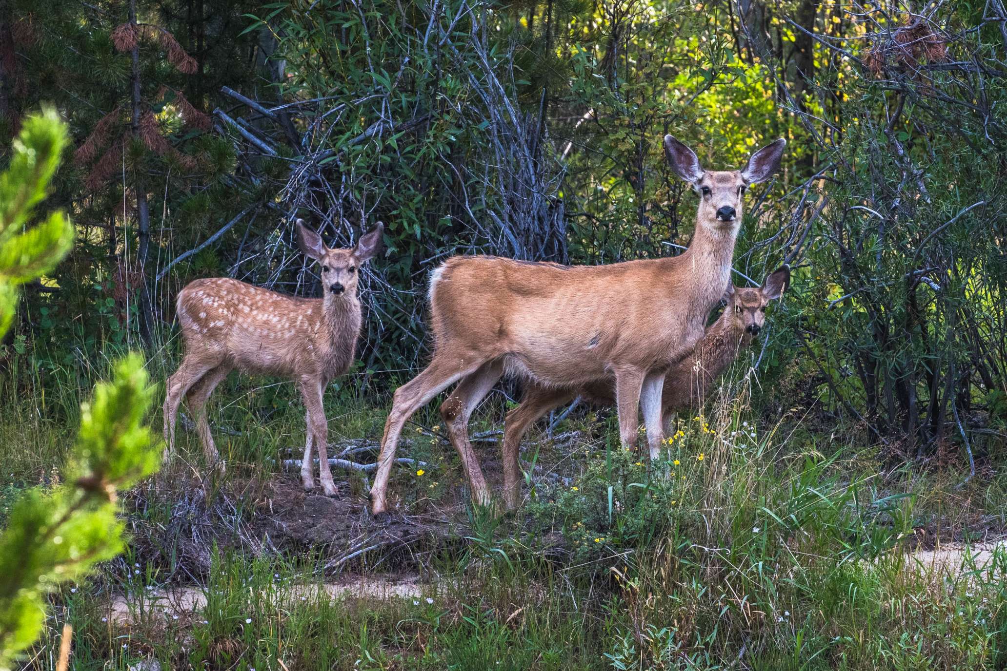 Safe migration routes for Western wildlife - Land Trust Alliance