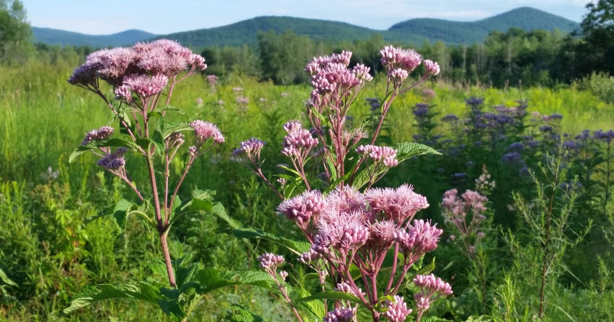 Foothills Land Conservancy Land Trust Alliance