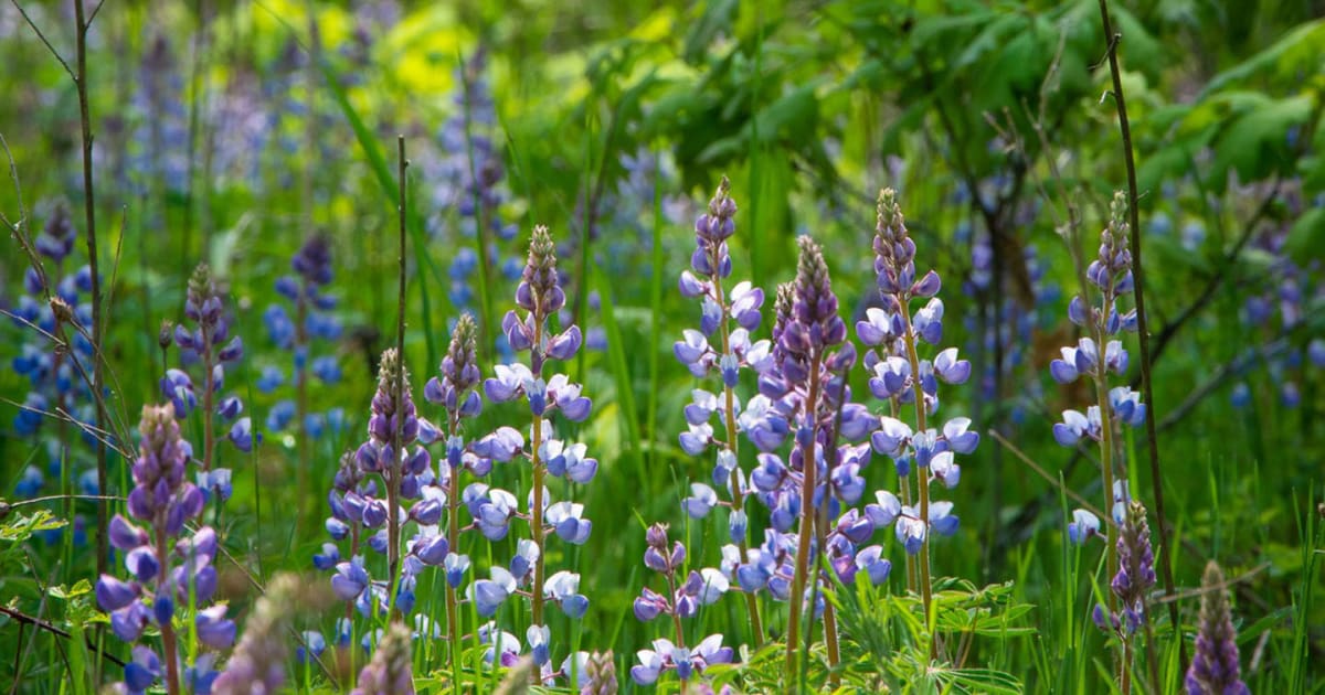 Land Conservancy of West Michigan Land Trust Alliance