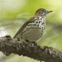 Wood thrush.