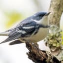 Cerulean warbler.
