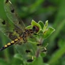 A female calico pennant. A male calico pennant. The calico pennant is a species of dragonfly native to eastern Canada and the eastern United States.