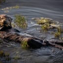 Sea otter in Elkhorn Slough.
