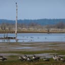 Nisqually NWR Estuary Restoration Project: Along with 57 ha wetlands restored by the Nisqually Indian Tribe, the Nisqually Delta represents the largest tidal marsh restoration project in the Pacific Northwest to assist in recovery of Puget Sound salmon and wildlife populations.