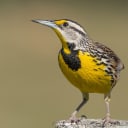 Eastern meadowlark.