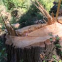 In 2014, California’s Bear Yuba Land Trust discovered several large Douglas fir and incense cedar trees cut down and lying in a ravine on its Woodpecker Wildlife Preserve. The fallen trees were clogging the natural stream runoff route and jeopardizing stability of the steep hillsides. Through Terrafirma support, the land trust attempted mediation but eventually turned to litigation, winning a settlement from the landowner after three years.