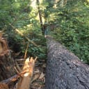 In 2014, California’s Bear Yuba Land Trust discovered several large Douglas fir and incense cedar trees cut down and lying in a ravine on its Woodpecker Wildlife Preserve. The fallen trees were clogging the natural stream runoff route and jeopardizing stability of the steep hillsides. Through Terrafirma support, the land trust attempted mediation but eventually turned to litigation, winning a settlement from the landowner after three years.