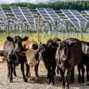 Agrivoltaics like this elevated racking system can allow for cattle grazing and solar production at the same time.