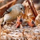 Bird-friendly suburban habitats can support nesting birds such as these lazuli buntings.