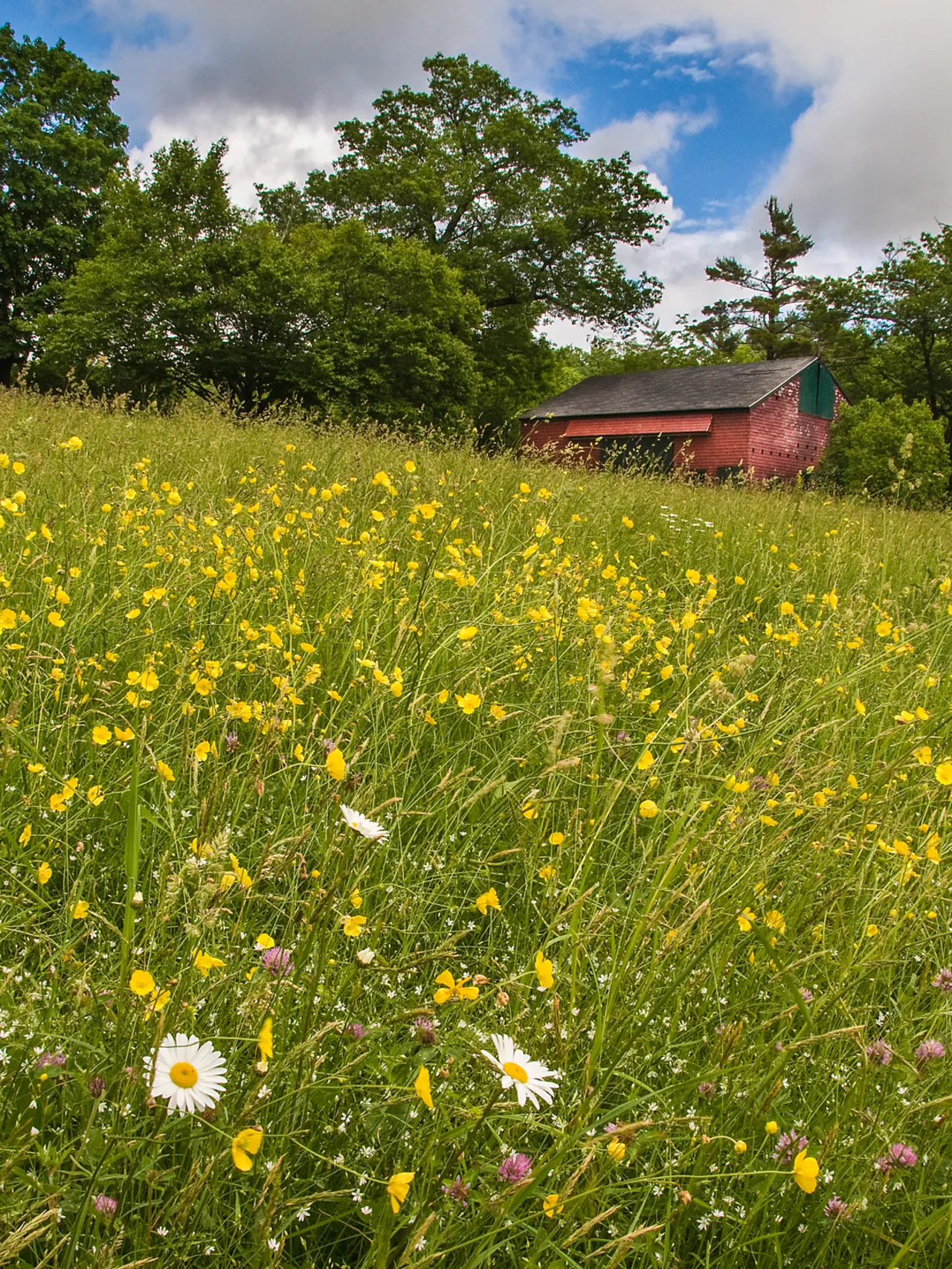 A red barn in the background surrounded by trees and grass with spring flowers.
