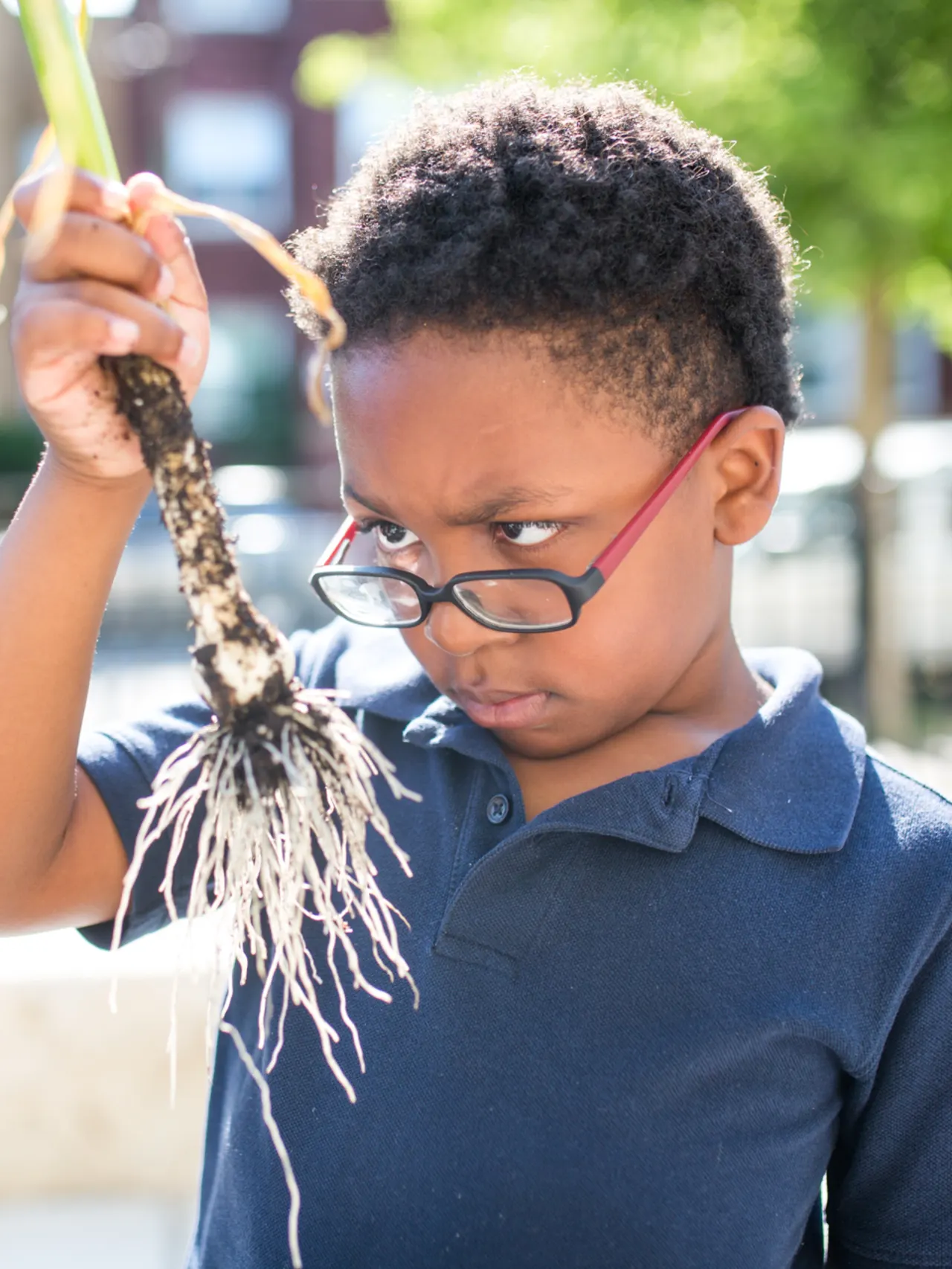 Boy holding up a plant and examining its root. 