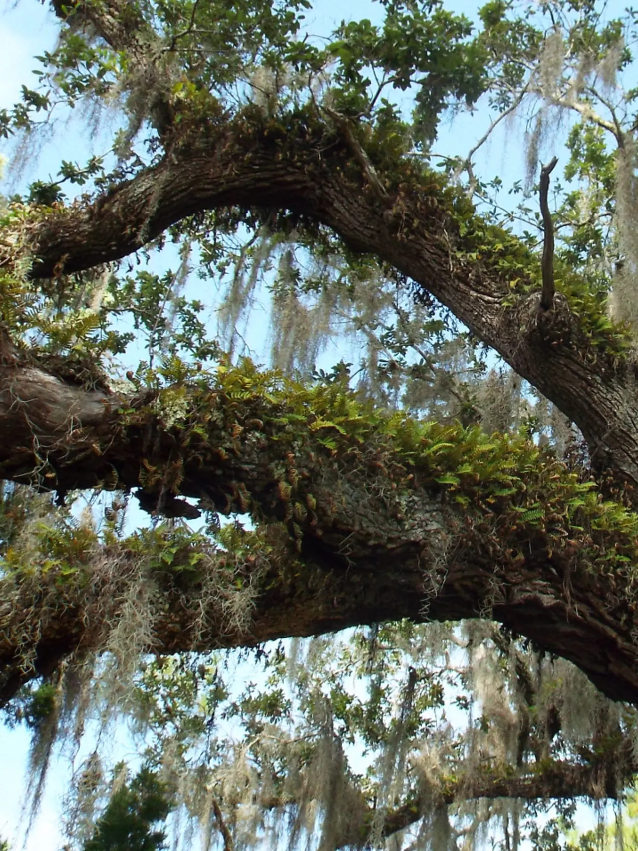 Tree branches with moss and ivy hanging off of them