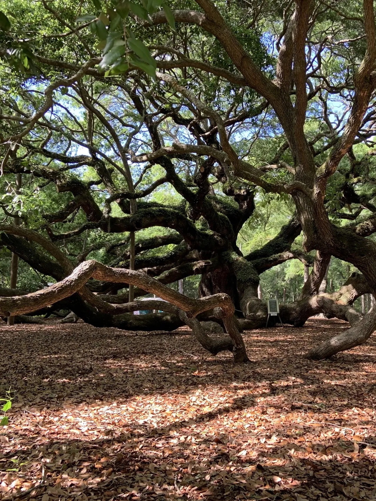 A large old tree with many branches coming from the ground.