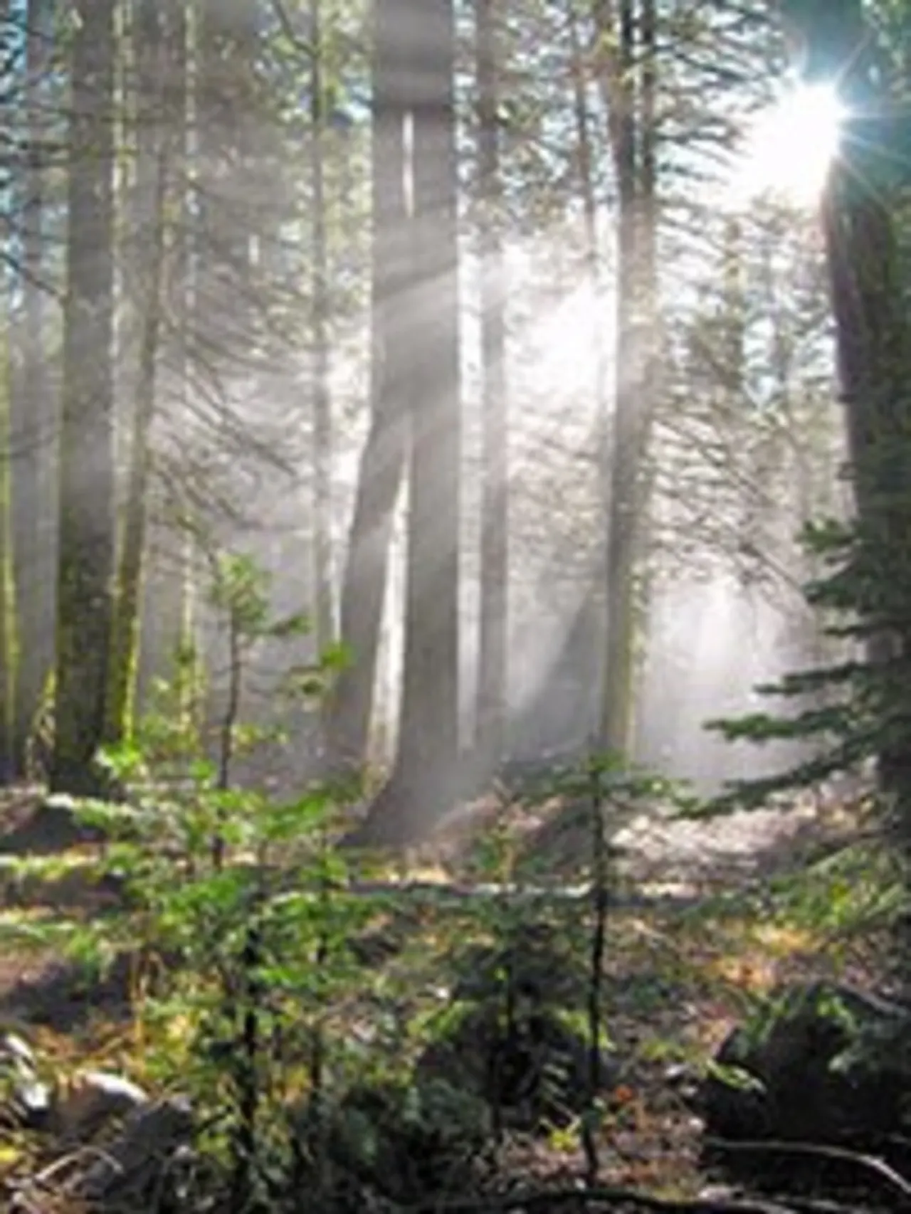 Trees in a forest covered in moss with sun peeking through