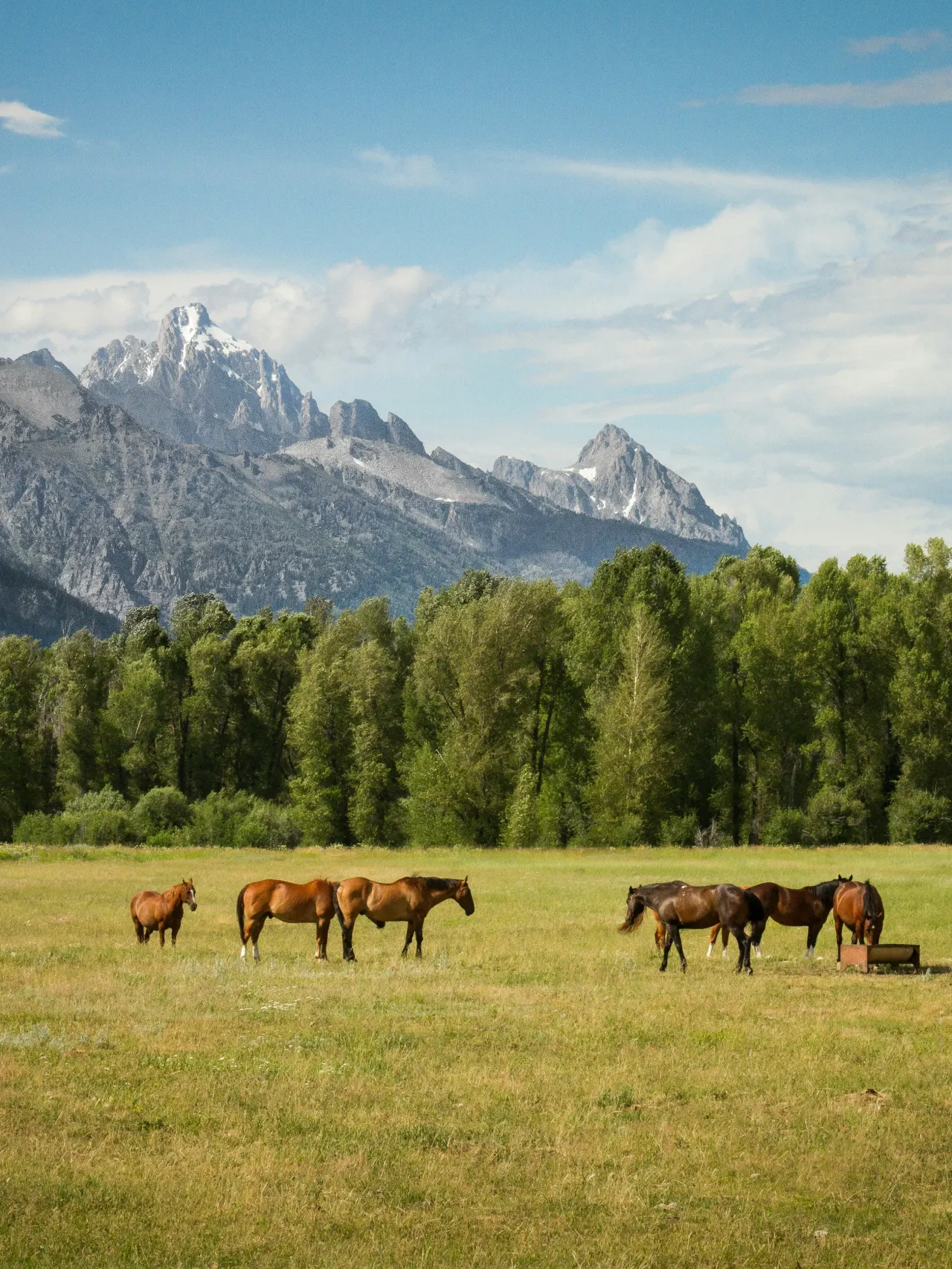 Hard of horses standing in a field with mountains in background