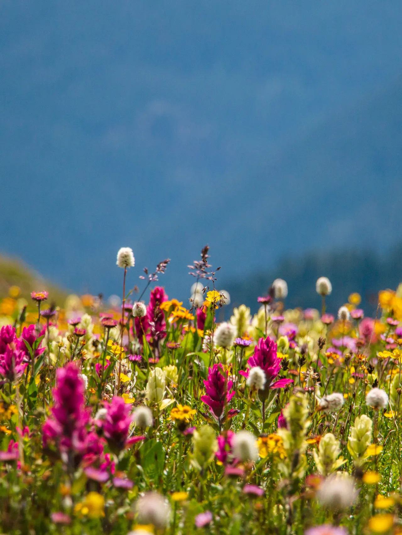 A field of wildflowers in the Colorado mountains near Silverton.