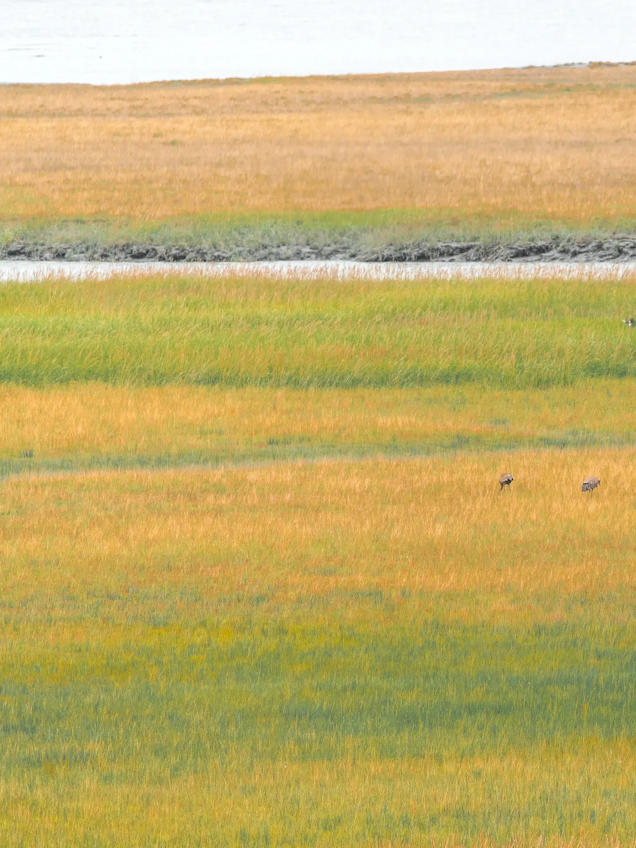 Photo of grasslands with a creek running through it and small unidentifiable birds walking through it.