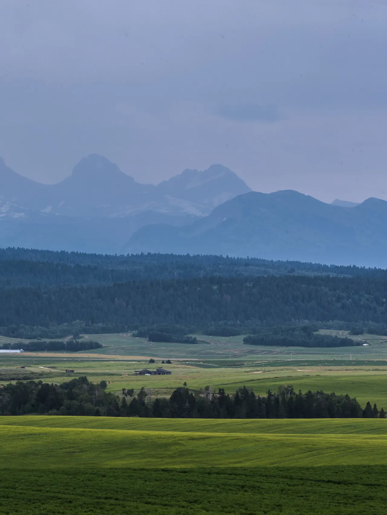 Mountains beyond forest, surrounded by fog