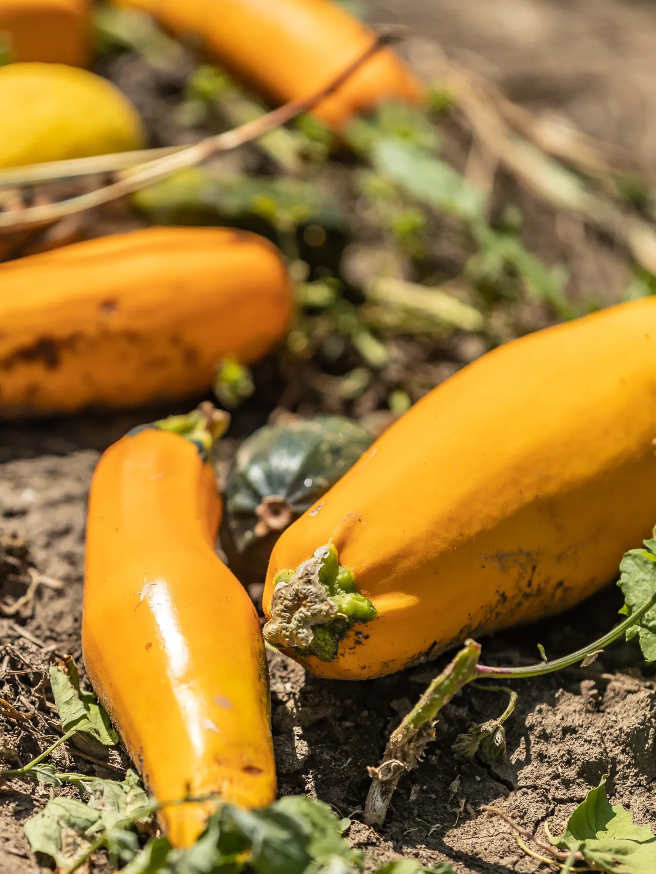 Close-up photo of squash on the vine laying in the dirt.