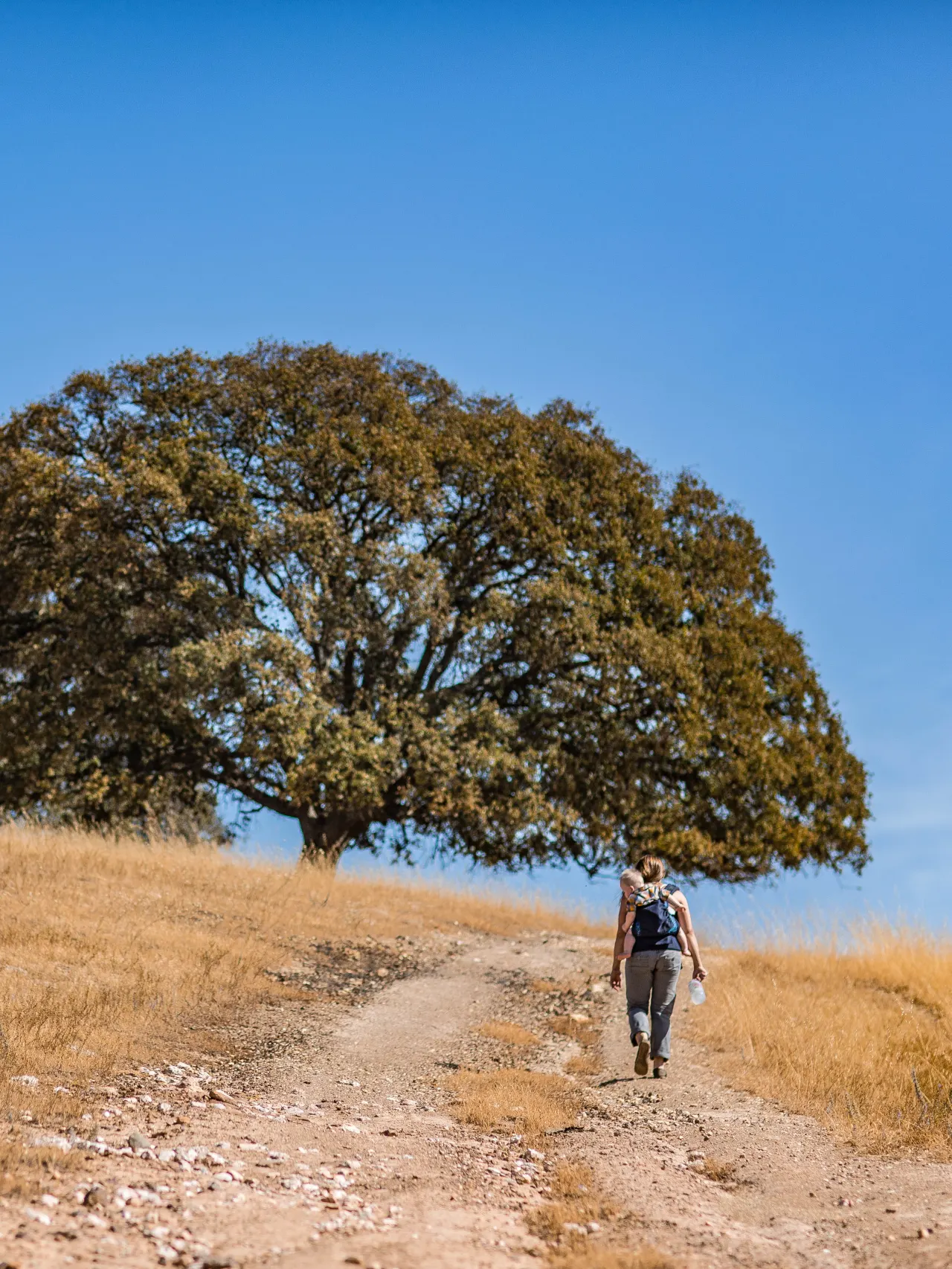 Person walking up a hill towards a large tree, with a child in a backpack on their back