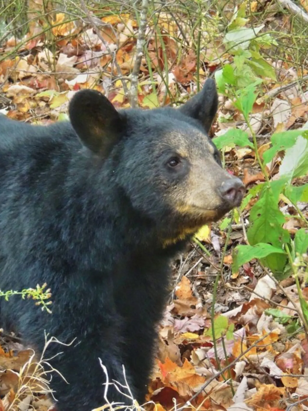 Black bear standing in a bush looking on high alert