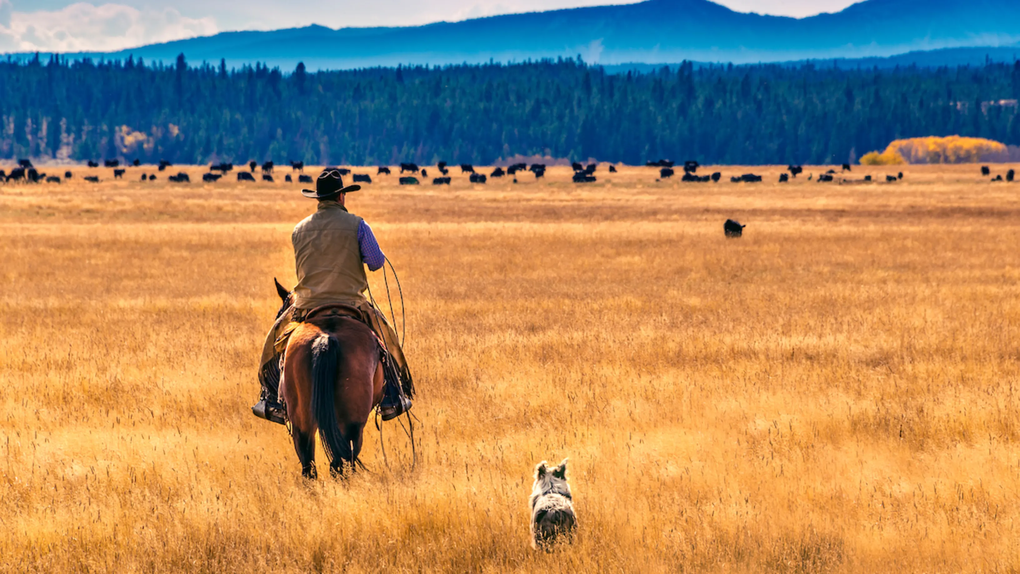 Looking at the back of a man on a horse with a dog next to him, looking out on a field with cows and a forest and mountains behind.