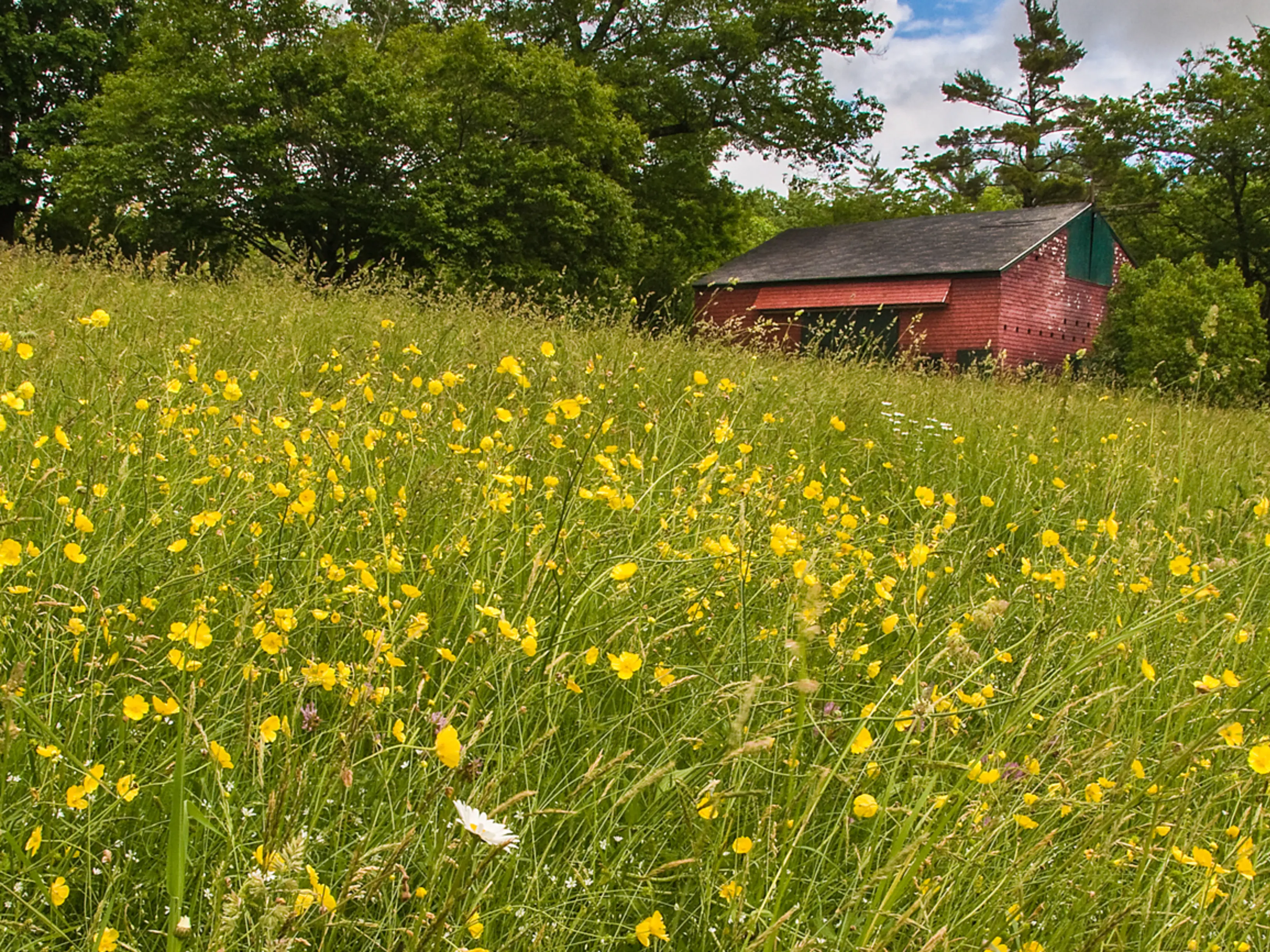 A red barn in the background surrounded by trees and grass with spring flowers.