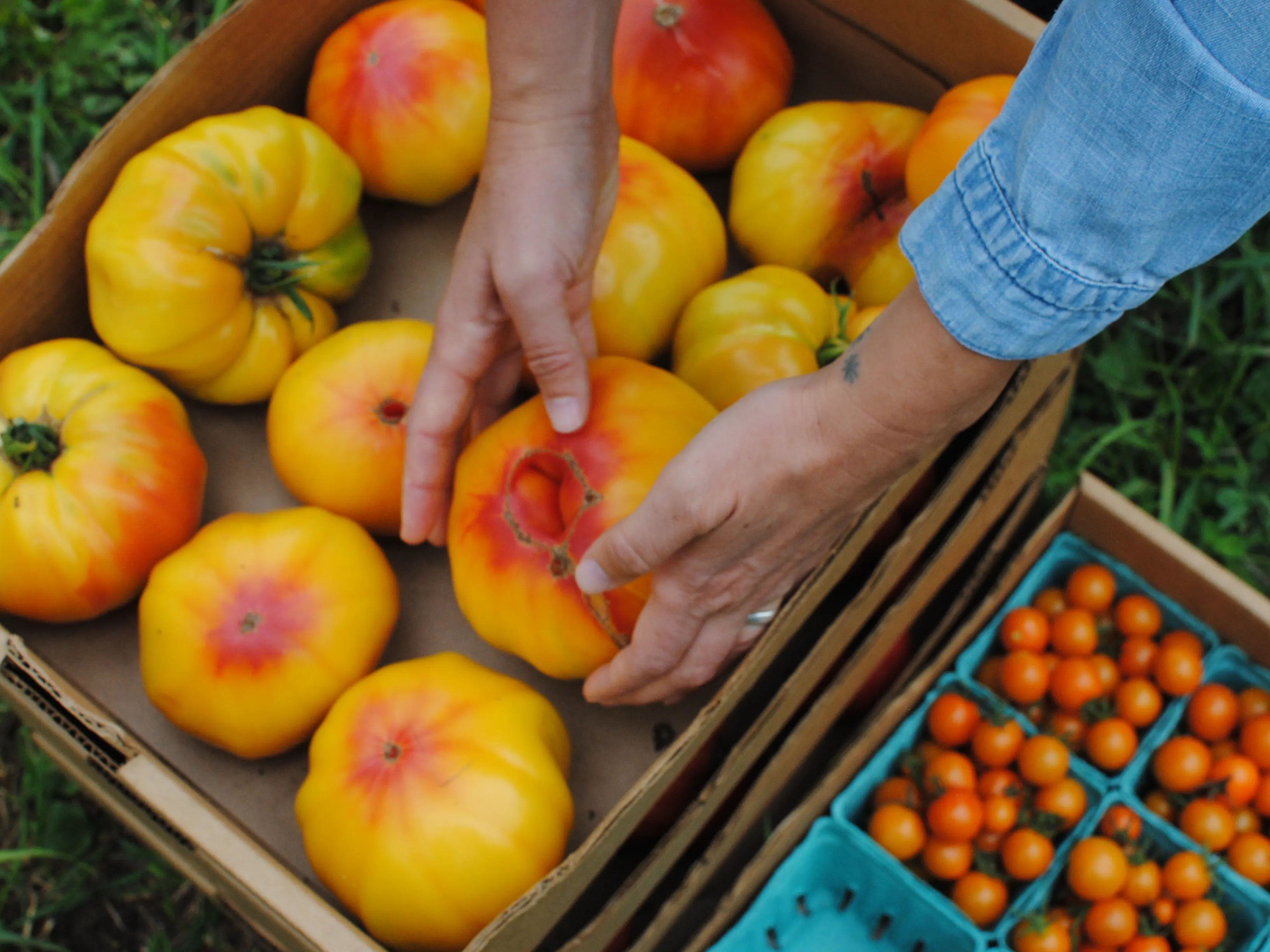 Hands reaching into a box of large heirloom tomatoes, next to a box of cherry tomatoes.
