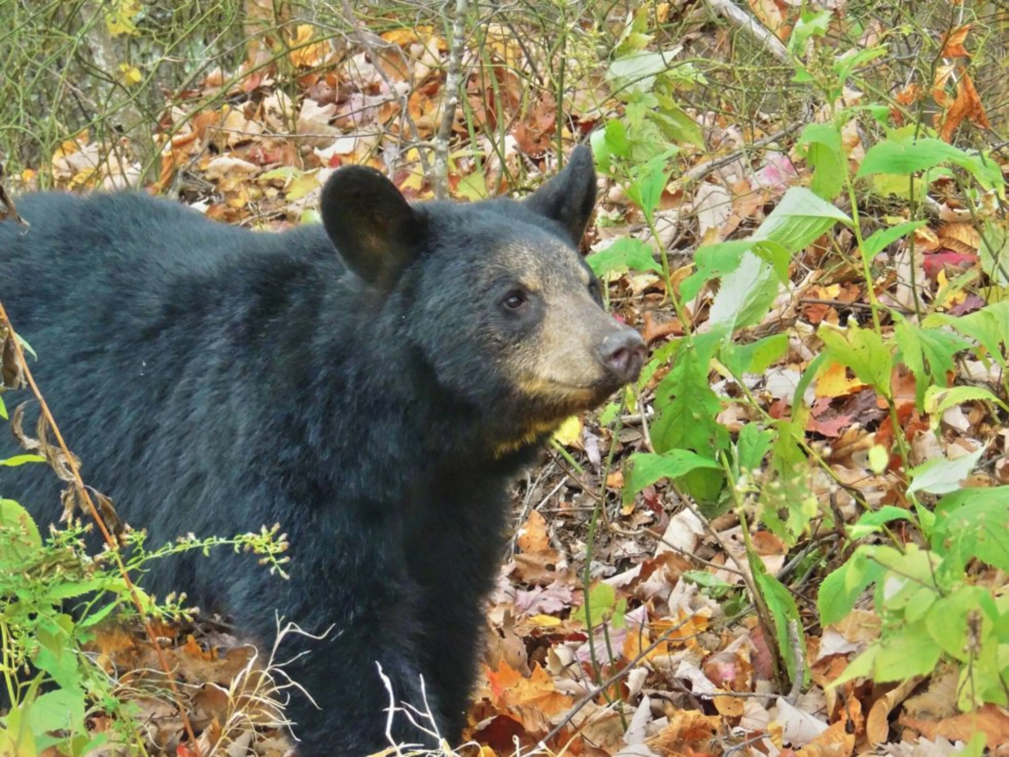 Black bear standing in a bush looking on high alert