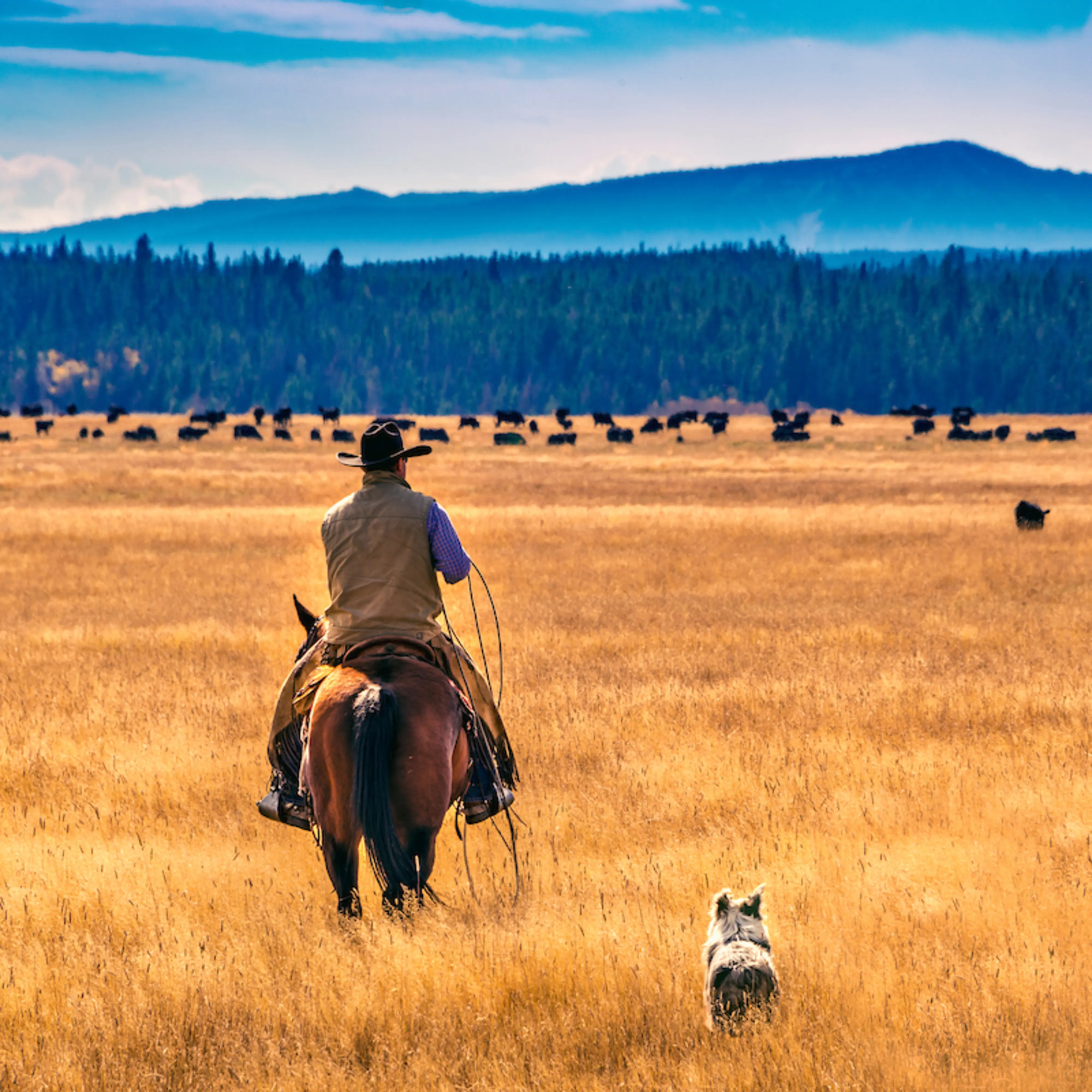 A man on a horse wearing cowboy hat facing away from the camera with dog next to him looks out over golden prairies at herd of cows with forest and mountain in background.