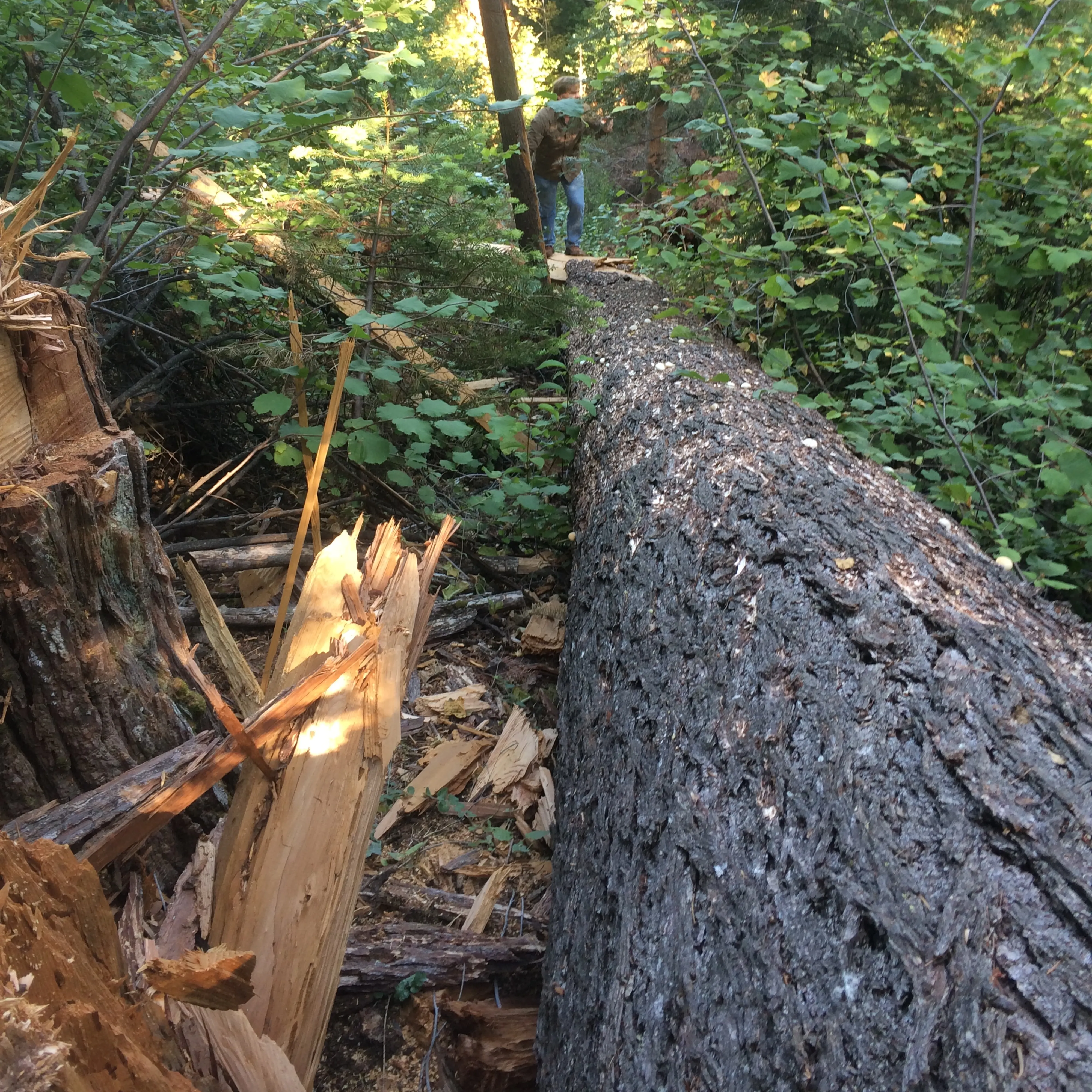 A large tree trunk laid down in a forest with a splintered trunk next to it, with someone walking over the trunk.