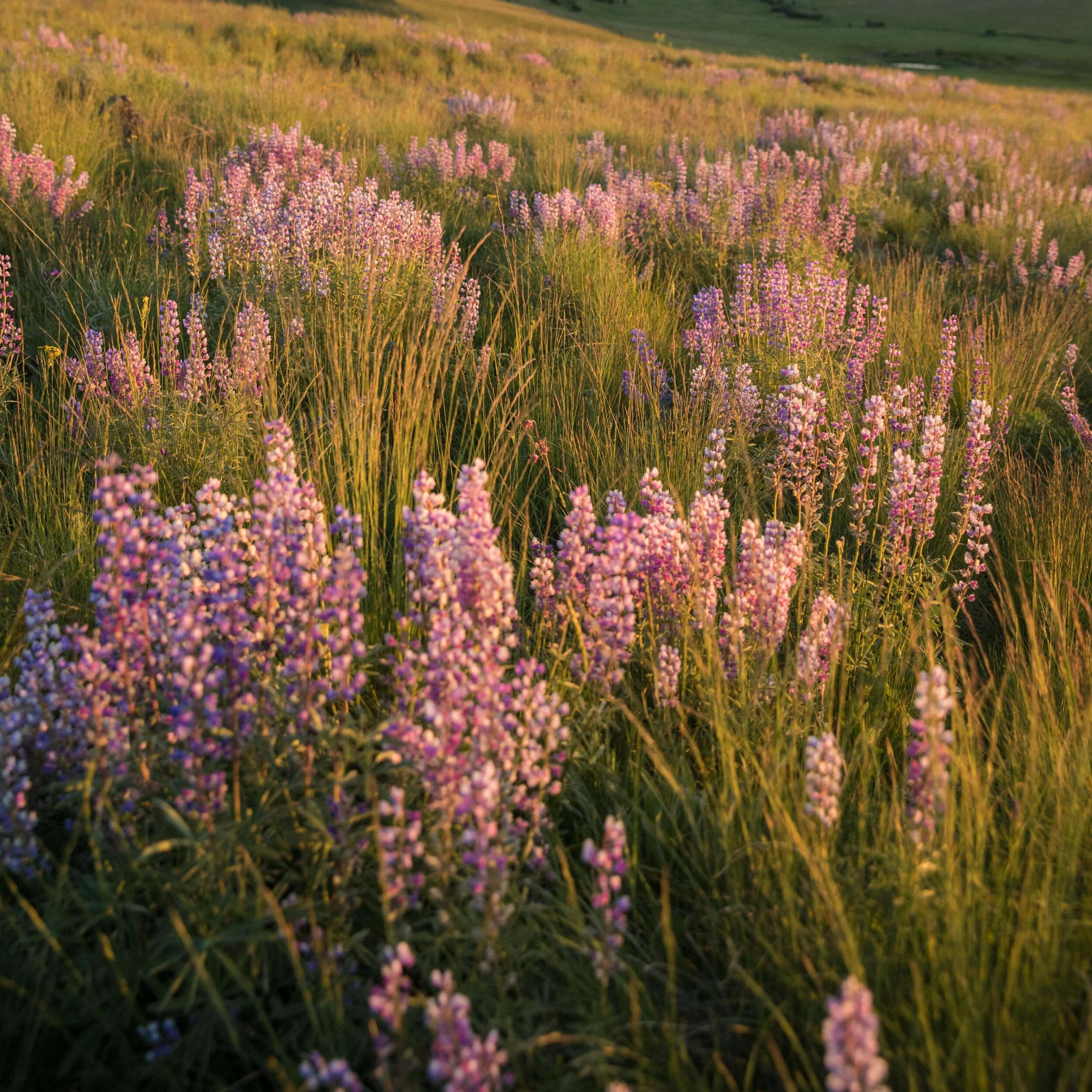 Pink flowers growing in a field with rolling hills behind them