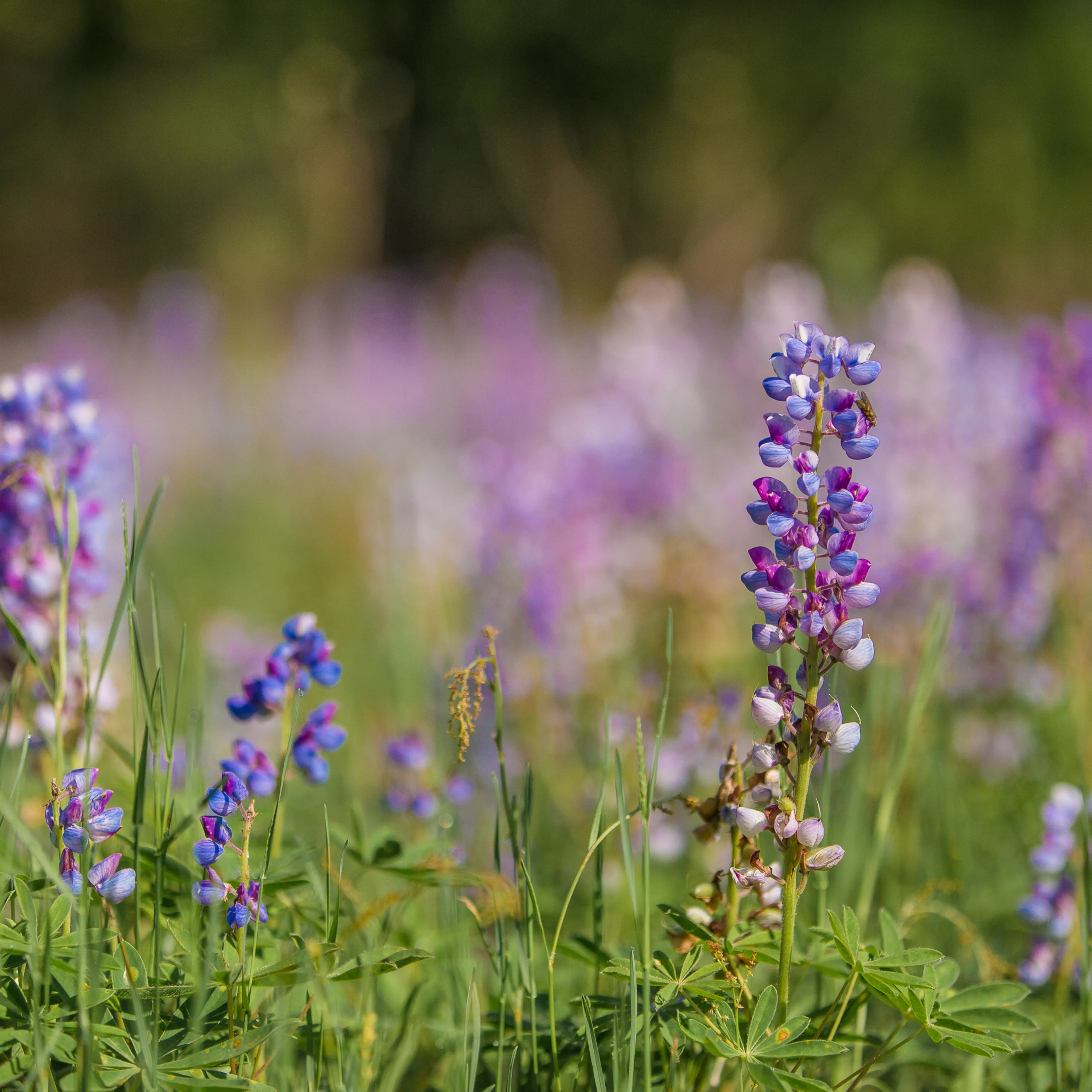 A field of purple flowers